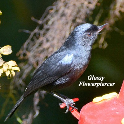 Glossy Flowerpiercer